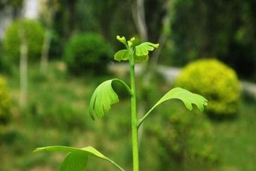 age动漫狂医下山