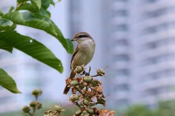 寻宝美利坚age动漫